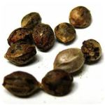 Семена марихуаны АК-47  (Seeds AK-47) в Коломне